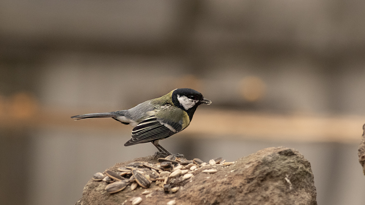 Great Tit — Ana fotoğraf